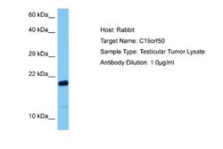 KxDL motif containing 1 Antibody, Novus Biologicals 100 &mu;L; Unconjugated:Antibodies,